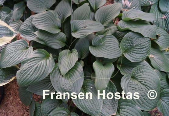 Hosta Fortunei Robusta